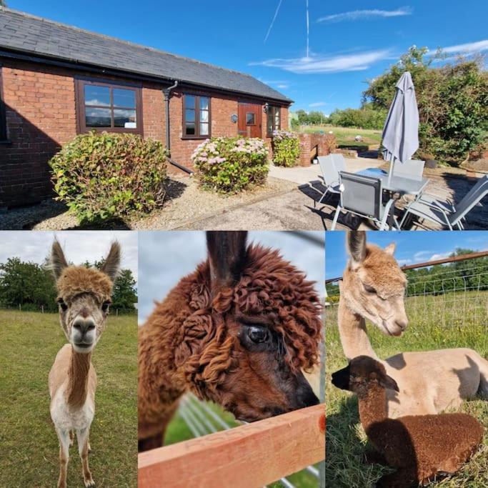 Swallows Nest Guest House - With Hot Tub Abergavenny Exteriér fotografie